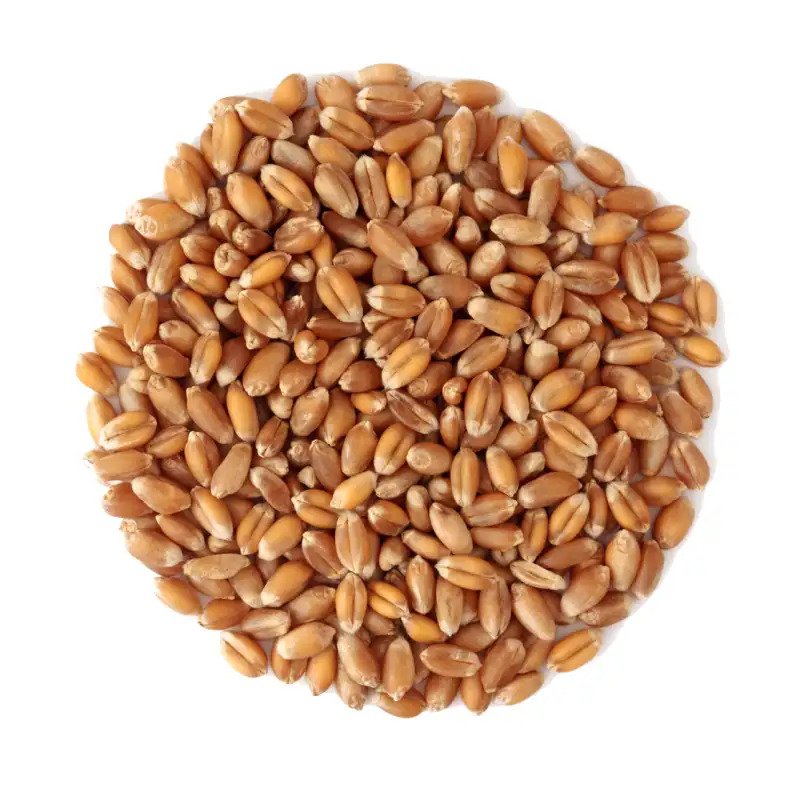 WHEAT