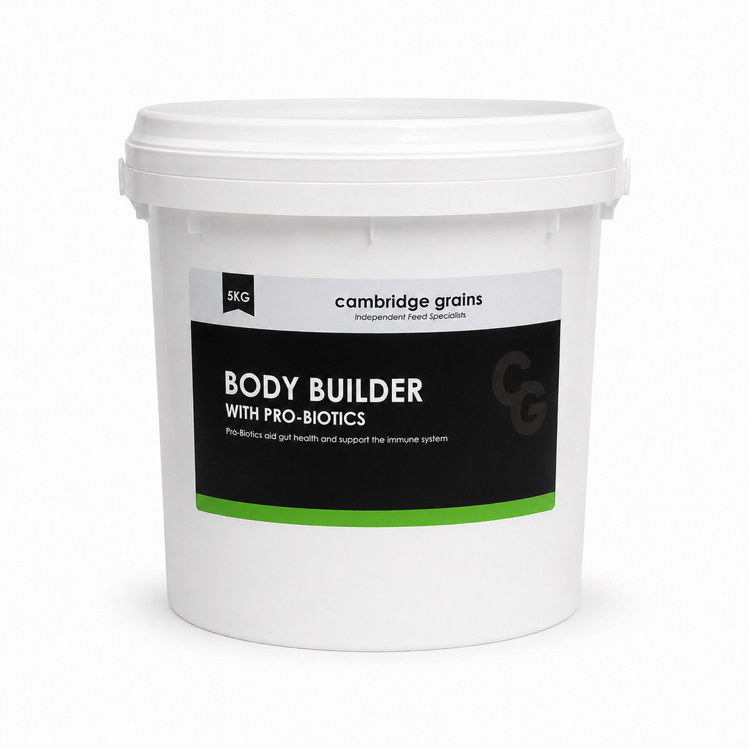 CG BODY BUILDER